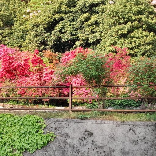 Angolo fiorito a Varallo, il sindaco ringrazia: “Viva la bellezza” FOTO