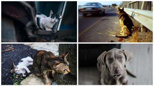 Abbandono degli animali: ogni caso è una condanna a morte