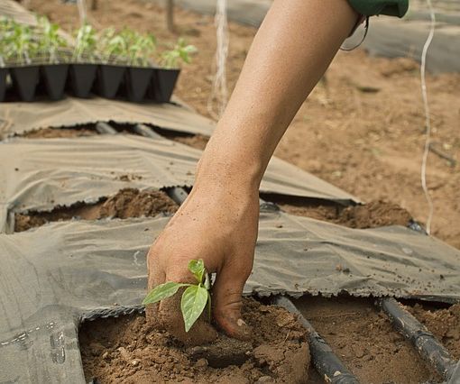 Documento di economia e finanza 2022-2024: per l’Agricoltura 145 milioni l’anno