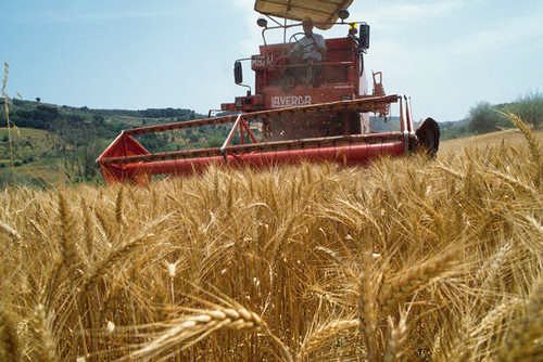 Agricoltura, dalle Regioni via libera al bonus &quot;Donne in campo&quot;