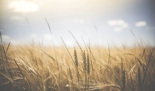 Sviluppo rurale del Piemonte: aperto il bando regionale per la formazione dei consulenti in agricoltura.