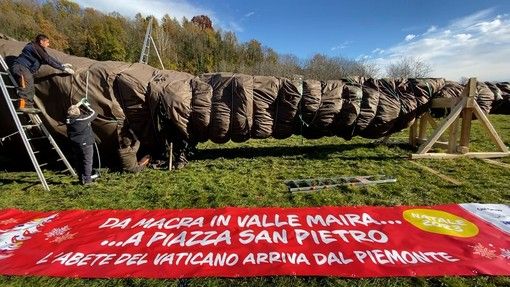È partito da Macra in Piemonte l'albero di Natale per piazza San Pietro, Cirio: &quot;Era destinato all'abbattimento&quot;.