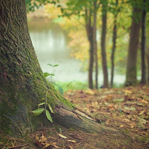 Un albero contro l’omofobia