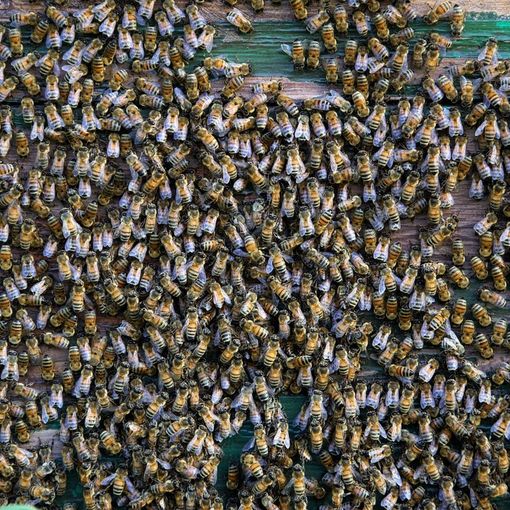 Apicoltura assediata dai cambiamenti climatici: dalla Regione fondi per le aziende