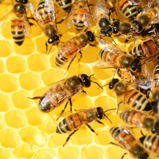 Apicoltura in ginocchio: nel 2019 in Piemonte si stima una perdita produttiva di 16 milioni di euro