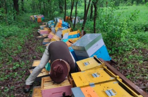 Milioni di api morte e tutte le casette distrutte: in una giornata raccolti 57 mila euro per l'apicoltore Mattia