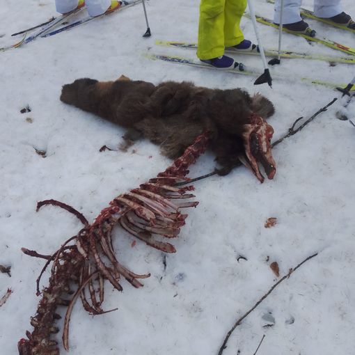 Attacco dei lupi a pochi passi dalla pista di sci: &quot;Adesso è ora di affrontare il problema&quot;