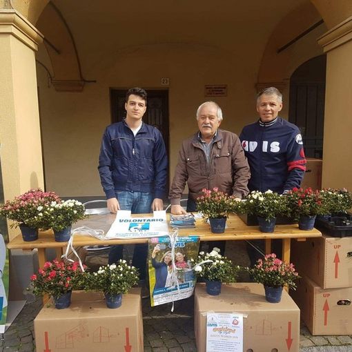 Un successo la raccolta Airc: 160 azalee della ricerca andate esaurite a Coggiola e Pray