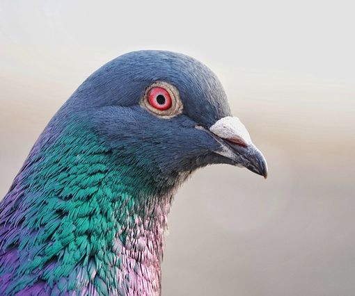 A Gattinara vietato dare da mangiare ai piccioni