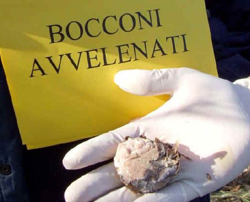 A Vercelli è allarme bocconi avvelenati