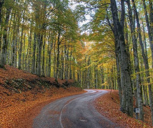Il Piemonte rischia di &quot;perdersi&quot; nel bosco: solo il 15% del patrimonio è gestito correttamente. &quot;Così diventa un pericolo&quot;