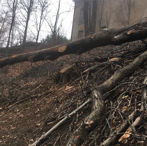 Fase 2, in Piemonte riparte la manutenzione delle foreste e dei boschi