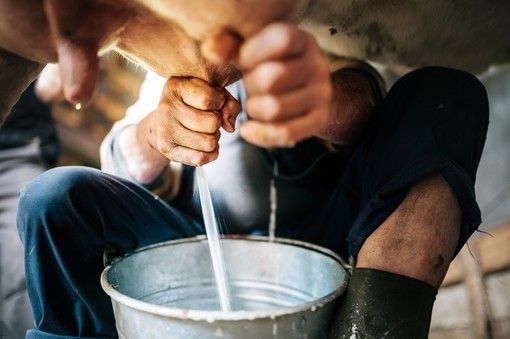 Coronavirus, la Regione Piemonte propone il Patto del Latte per arrivare fino a giugno