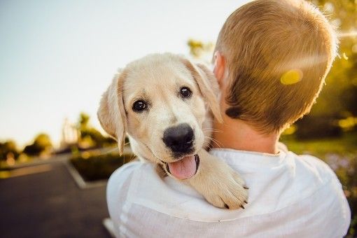 Come educare il proprio cane: le soluzioni più adatte per migliorare il suo comportamento