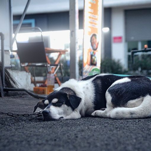 In Piemonte arriva il testo unico sul benessere animale: via la catena e lotta al randagismo.