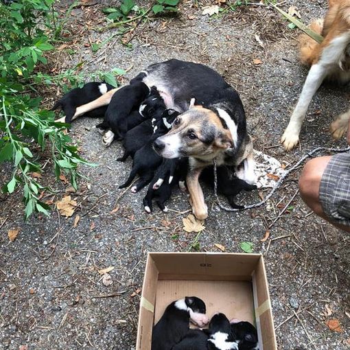 Quattro cani e 14 cuccioli abbandonati sul ciglio di una strada a Portula