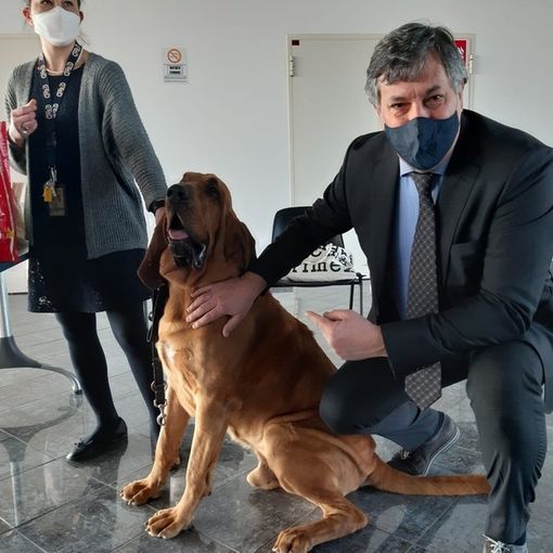 Cani anticovid, progetto pilota a Cuneo. Icardi: &quot;Metodo innovativo, pronti all'impiego sul campo&quot;