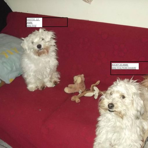 Crevacuore: appello per adottare due cagnolini