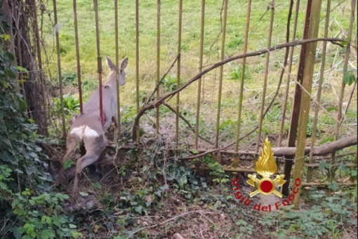 Vercelli, Cappuccini: salvataggio di un capriolo incastrato in un cancello