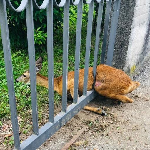 Borgosesia: Capriolo incastrato in un cancello, liberato e rimesso in libertà