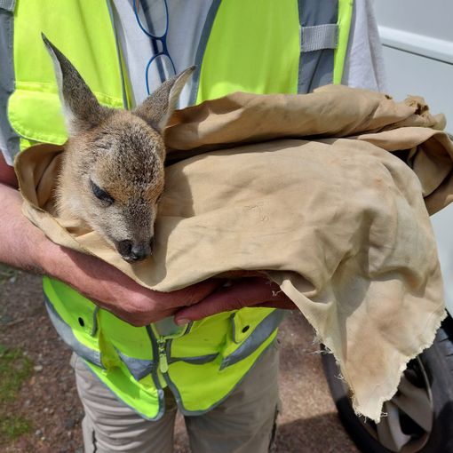 Cucciolo di capriolo  tratto in salvo nei boschi di Portula FOTO
