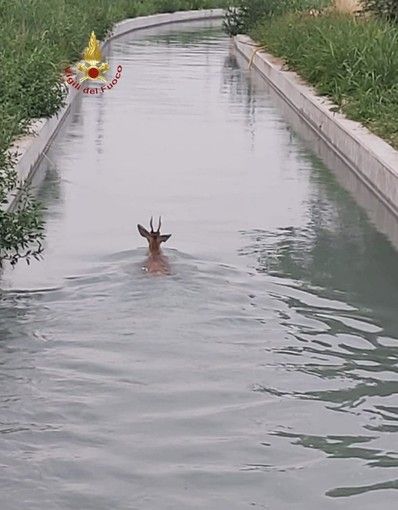 Salvataggio di un capriolo dal canale Depretis