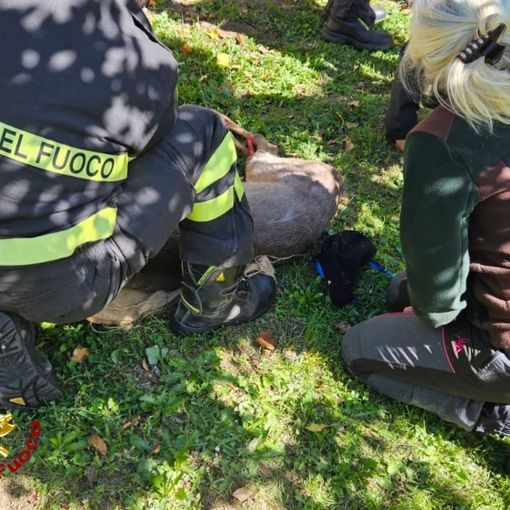 Borgosesia: capriolo tratto in salvo dai Vigili del Fuoco