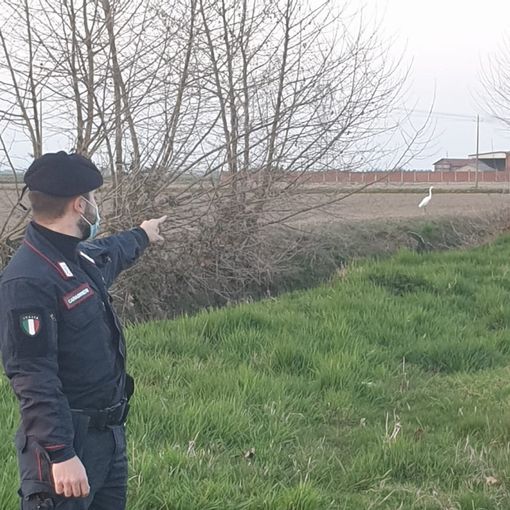 Cattura airone bianco maggiore, forse per rivenderlo: nei guai 29enne