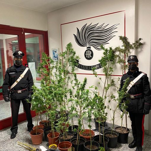 Coltivava piante di marijuana in casa. Arrestato 27enne di Ronsecco