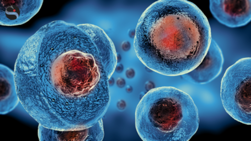 L'ordine perfetto delle cellule del nostro corpo: uno studio dei ricercatori di Poli e Unito fa luce sui loro meccanismi &quot;segreti&quot;