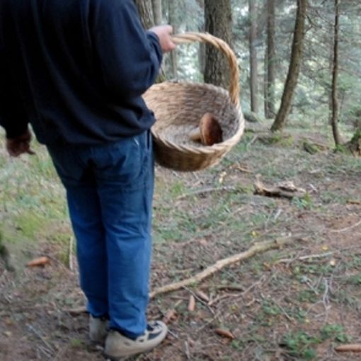 Val Sermenza, malore fatale tra i boschi per un cercatore di funghi