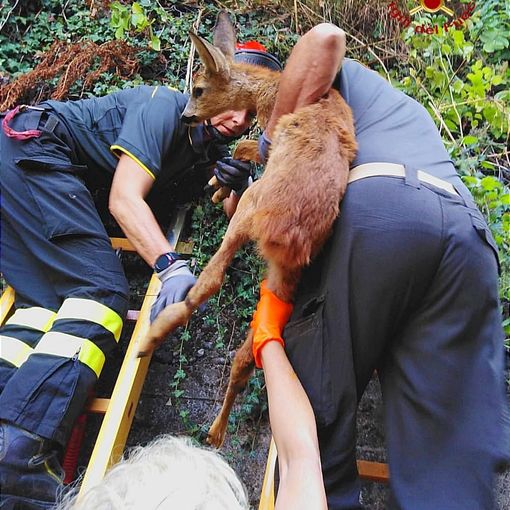 Varallo: Cucciolo di capriolo incastrato in una rete, liberato dai Vigili del Fuoco