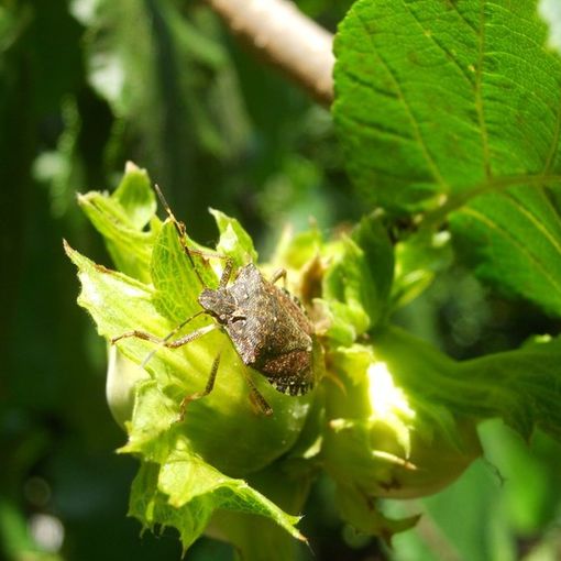 Dal Cuneese individuato un insetto per contrastare la cimice asiatica