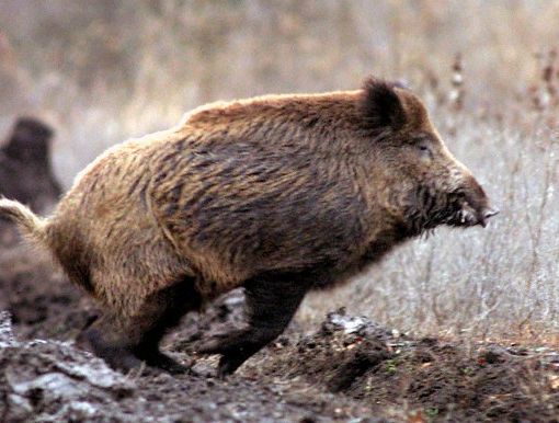 Peste suina, la Regione Piemonte scrive al governo: &quot;Subito ristori&quot;