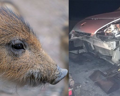Cinghiale spunta all’improvviso in strada e l’auto lo centra in pieno, serata da paura per un 50enne (foto di repertorio)