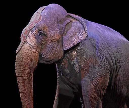 Borgosesia vieta gli spettacoli con utilizzo di animali