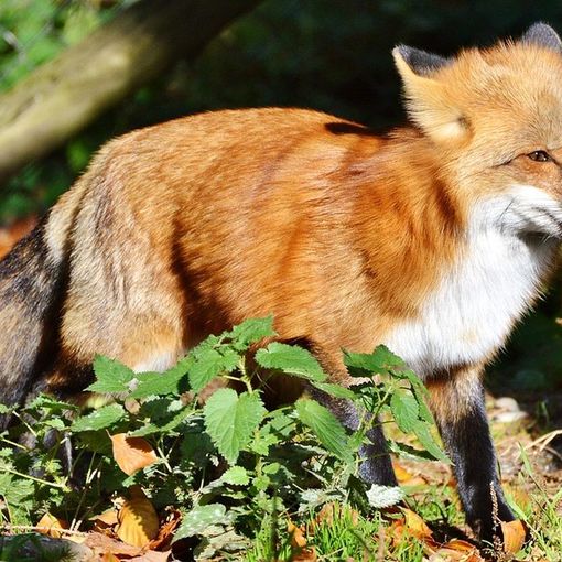 Coggiola: Uccisa con un colpo di fucile la volpe “adottata” dalla frazione Zuccaro