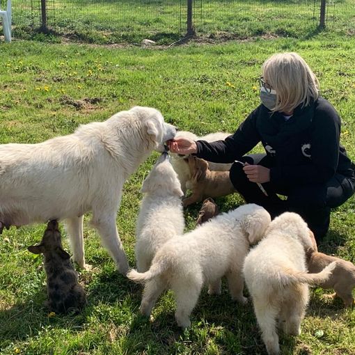 Borgosesia: Visita al canile di “4Zampe nel Cuore”