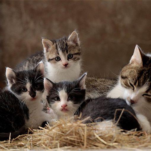 Festa Internazionale del gatto, storia e origini: come fare la differenza?