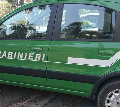 C'è il divieto ma brucia sterpaglie, multa da 600 euro per un uomo di Crevacuore (foto di repertorio)