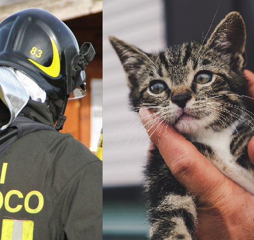 Crevacuore, Gatto cade da balcone e finisce in tubo acqua piovana: Salvato dai Vigili del Fuoco