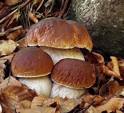 Ricomincia la stagione dei funghi in Valsesia