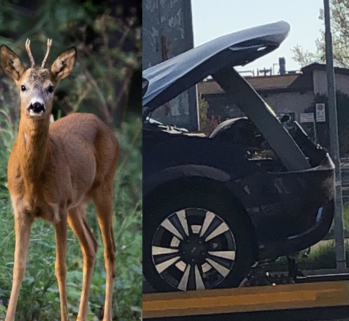 Che spavento a Portula, con l'auto si scontra con coppia di caprioli (foto di repertorio)