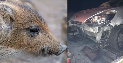 Cinghiale si scontra con auto a Crevacuore, serata da brividi per un biellese alla guida (foto di repertorio)