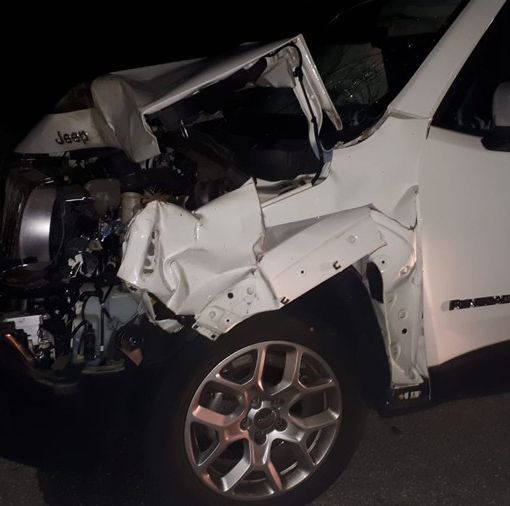 Jeep investe un cervo di 200 chili. L'animale è stato abbattuto a seguito delle ferite riportate FOTO