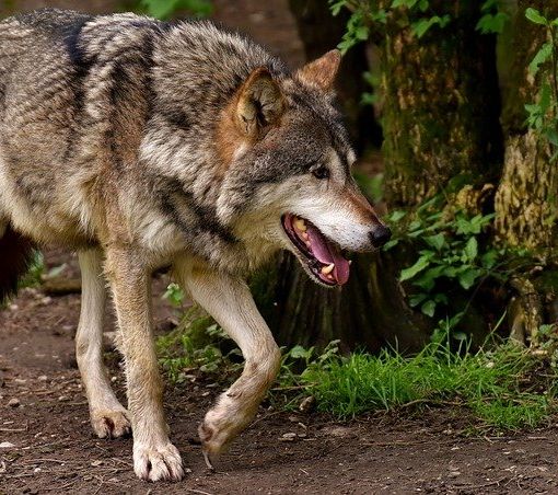 Lupo in Piemonte, Carosso scrive al Ministro della Transizione Ecologica