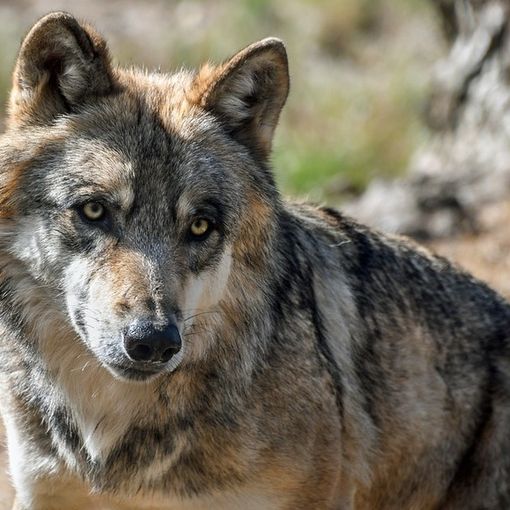 Presenza del lupo sull'arco alpino, si riuniscono le Regioni del Nord Italia per strategia comune