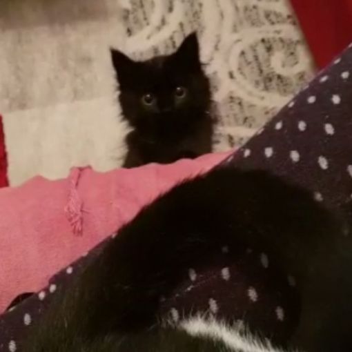 Tu videomaker e il tuo animale diventa una star: Agata, un piccolo batuffolo nero che gioca con la coda della sua compagna Milly VIDEO