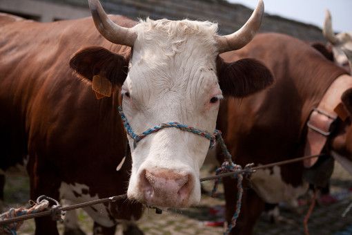 Regione, apre il bando a sostegno degli allevatori per la protezione del bestiame dalla fauna selvatica.
