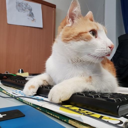 Oggi è la Festa Nazionale del Gatto e con loro anche del direttore generale di Valsesianotizie